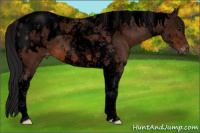 Horse Color:Gray Void Bay Tobiano Blanket 