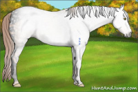 Horse Color:Gray Void Gold Champagne Tobiano 