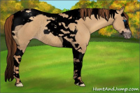 Horse Color:Gray Void Gold Champagne Dun Splash Tobiano Rabicano