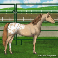 Horse Color:Red Dun Appaloosa 