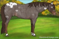 Horse Color:Liver Red Roan Appaloosa 