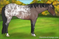 Horse Color:Brown Ice Roan Appaloosa 