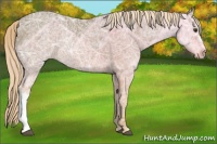 Horse Color:Chocolate Palomino Ice 