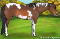 Horse Color:Bay Tobiano Frame