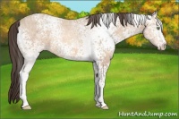 Horse Color:White Spotted Amber Champagne Ice 