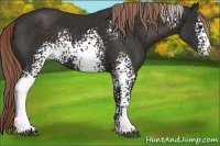 Horse Color:White Spotted Liver Chestnut 