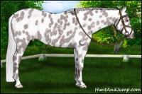 Horse Color:Chocolate Silver Grullo Chinchilla Leopard 