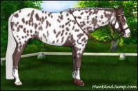 Horse Color:Chocolate Silver Black Chinchilla Sabino Blanket Rabicano 