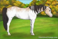 Horse Color:White Spotted Bay Ice Dun 