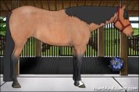 Horse Color:Bay Roan 