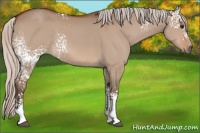 Horse Color:White Spotted Silver Bay Dun