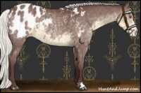 Horse Color:Chocolate Silver Smoky Black Chinchilla Appaloosa