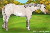 Horse Color:Silver Bay Ice Roan Dun Frame 