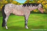 Horse Color:Bay Ice Roan 
