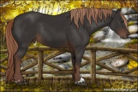 Horse Color:Liver Chestnut Sabino Rabicano 
