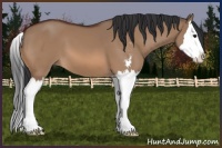 Horse Color:Bay Dun Sabino Splash