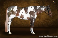 Horse Color:White Spotted Liver Chestnut 