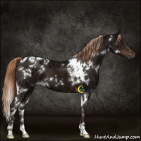 Horse Color:White Spotted Liver Chestnut Ice 