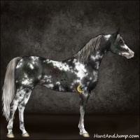 Horse Color:White Spotted Liver Chestnut Ice Mushroom Sabino 