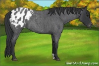Horse Color:Blue Roan Appaloosa 