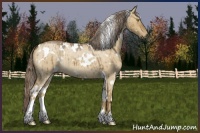 Horse Color:White Spotted Chocolate Palomino Roan Dun 