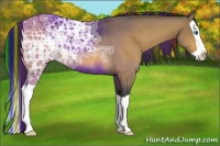Horse Color:Painted Buckskin Ice Splash Rabicano 