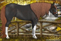 Horse Color:Liver Chestnut 