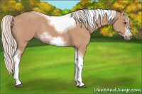 Horse Color:Silver Bay Dun Sabino Tobiano Frame Rabicano 