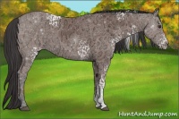 Horse Color:White Spotted Bay Ice 
