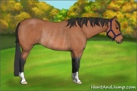 Horse Color:Unknown 