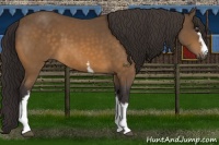 Horse Color:White Spotted Buckskin