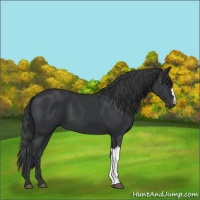 Horse Color:Black Appaloosa 