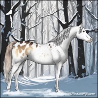 Horse Color:White Spotted Liver Red Onyx Appaloosa 