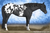 Horse Color:Black Blanket