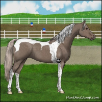 Horse Color:Silver Grullo Tobiano 
