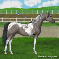 Horse Color:Grullo Tobiano