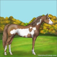 Horse Color:Chestnut Frame