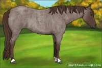 Horse Color:Liver Red Roan Rabicano 