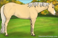 Horse Color:Palomino 