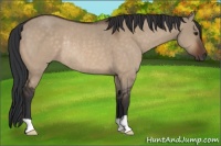 Horse Color:Brown Dun Rabicano 
