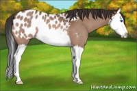 Horse Color:Bay Roan Splash Appaloosa Rabicano 