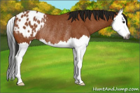 Horse Color:Gray Bay Splash Appaloosa Rabicano 