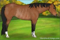 Horse Color:Gray Bay Rabicano 