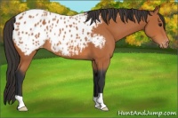 Horse Color:Bay Appaloosa 