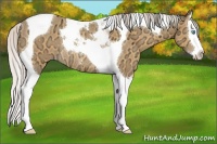 Horse Color:Silver Amber Cream Champagne Ice Sabino Splash Tobiano Rabicano 
