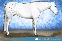 Horse Color:Blue Roan Tobiano Varnish 