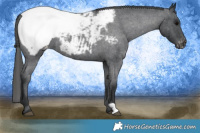 Horse Color:Blue Roan Snowcap 