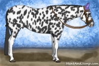 Horse Color:Black Tobiano Near Leopard 