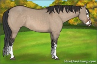Horse Color:Brown Dun Sabino Splash 