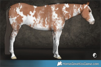 Horse Color:White Spotted Bay 